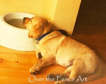 Funny Photo Card, Labrador Puppy Falls Asleep on Water Bowl, blank inside