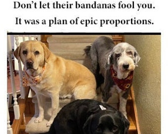 Funny photo greeting card, Dogs are up to no good, Labrador card, Bearded Collie card, blank inside for your personal note