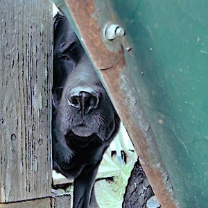 Peek-a-boo!, Nieuwsgierige zwarte labrador gluurt door kruiwagenopening, een fotowenskaart, blanco binnenin voor uw persoonlijke notitie.