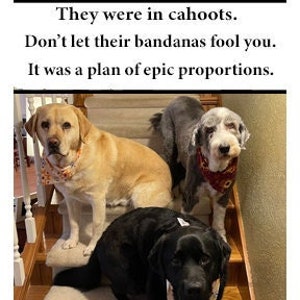 Grappige fotowenskaart, Honden zijn niet goed, Labrador-kaart, Bearded Collie-kaart, blanco binnenkant voor uw persoonlijke notitie