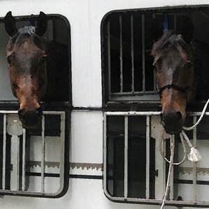 Horse Card Animal Photography Greeting Card Equine Photography Hungry Happy Horses Heading Home in Horse Trailer