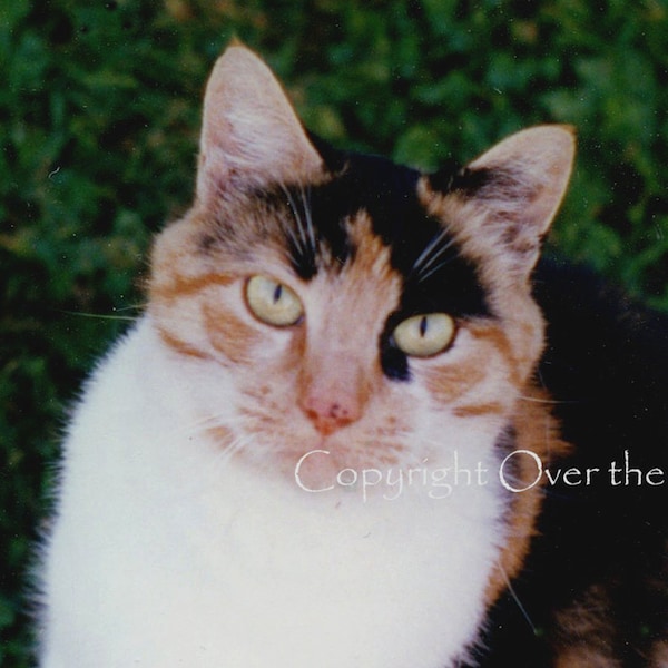 Cat Photograph Calico Cat Card Animal Photography Animal Art