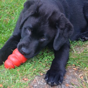 Schwarzer Labrador-Welpe genießt eine Erdnussbutter Kong, eine Foto-Grußkarte, innen leer für Ihre persönliche Notiz