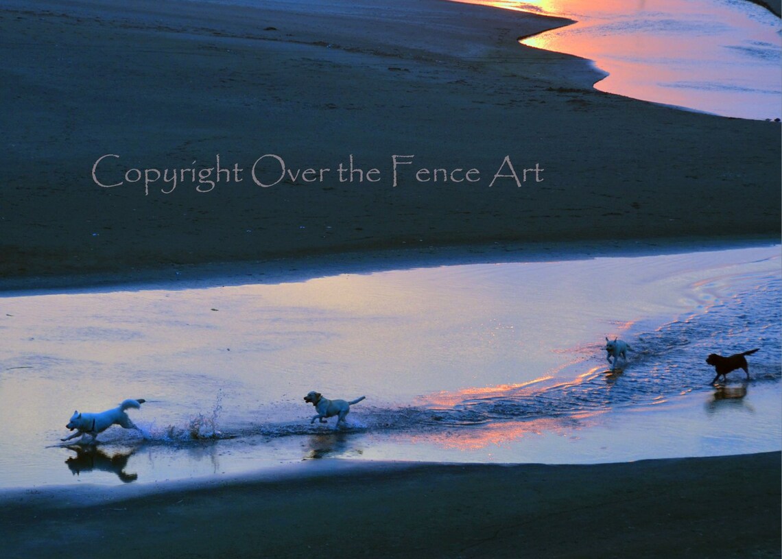 Photo Greeting Card Salty Sea Dogs Last Swim Before Sunset at the Ocean