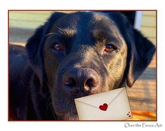 Photo Greeting Card, Loving Labrador Sends your loved ones some love, blank inside