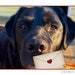 see more listings in the DOG CARDS section