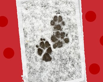 Paw Prints in the snow, photo greeting card, Christmas card, blank inside for your personal note