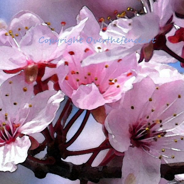 Flower Photography Greeting Card Pink and Cranberry Cherry Tree Blossoms in Nature Photo Print Wall Art