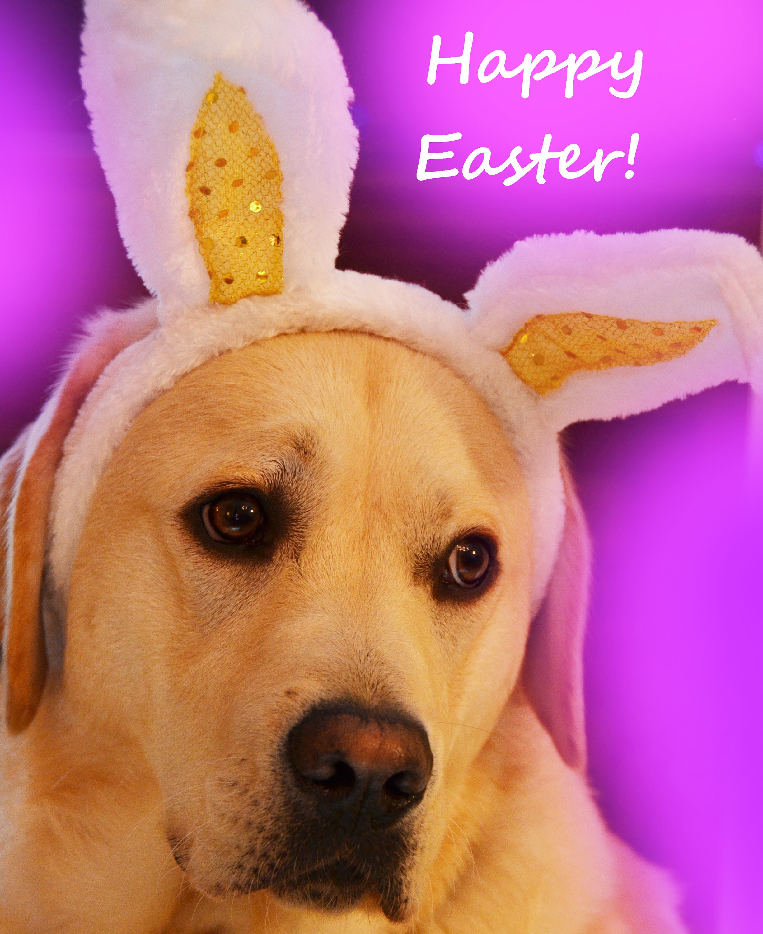 Easter Card, Yellow Labrador Wears Festive Easter Bunny Ears, Dog Art ...
