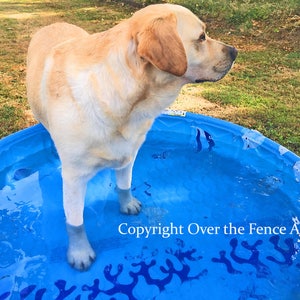 Biglietto d'auguri per cani, Labrador giallo che si raffredda nella piscina per bambini, biglietto d'arte per cani, vuoto all'interno per la tua nota personale