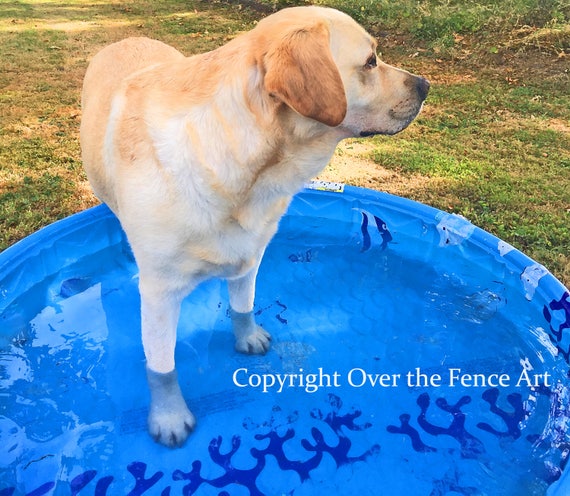 Dog Greeting Card, Yellow Labrador Cools Off in Kiddy Pool, Dog Art Card, blank inside for your personal note