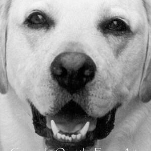Op de afbeelding: Zwart-witfoto van het gezicht van een Labrador Retriever hond. De hond kijkt recht in de camera met zijn mond lichtjes open, waardoor zijn tanden zichtbaar zijn.