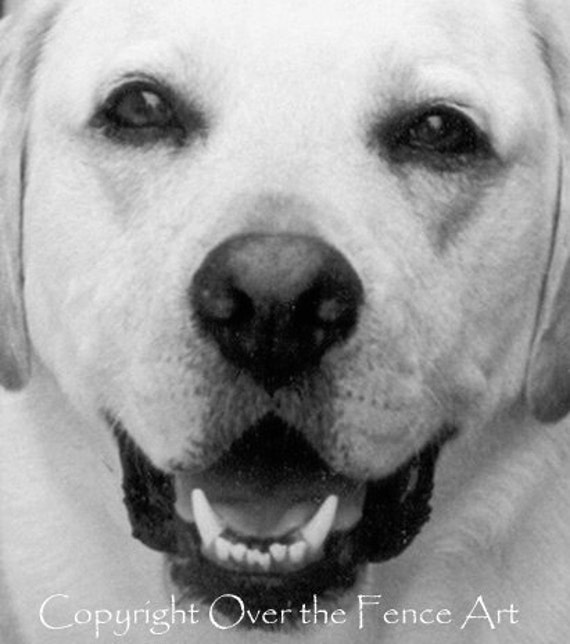 Labrador Card Black and White Photography Yellow Labrador Smiles Handcrafted Photo Greeting Card