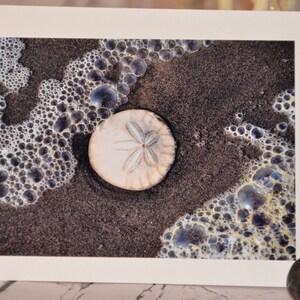 Beach photo greeting card Sand Dollar