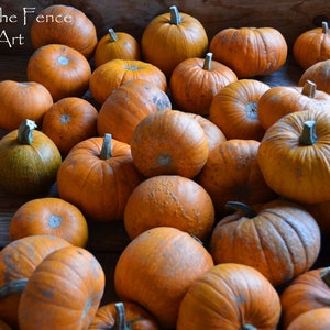 Halloween Foto Grußkarte, Herbst Grußkarte, Erntedankkarte, Bauernhof Stand Kürbisse, Karte ist innen blanko für Deine persönliche Notiz