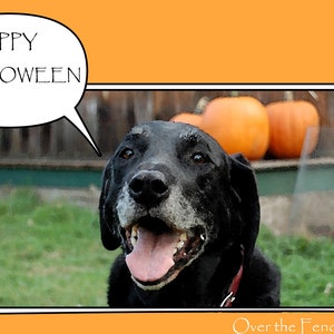 Halloween Photo Art Card, Black Labrador krijgt alle feestelijke, wenskaart, blanco binnenkant voor uw persoonlijke notitie