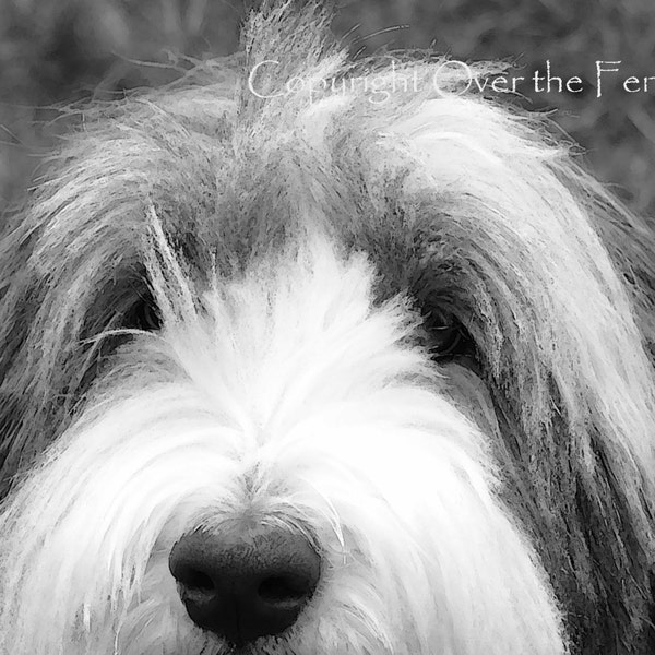 Bearded Collie Card Peek A Boo Dog Photo Black and White Greeting Card Print