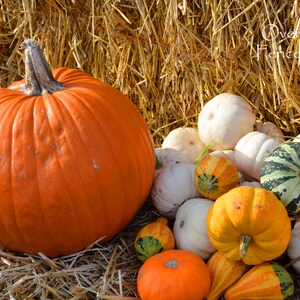 Halloween Foto Grußkarte, Herbst Grußkarte, Erntedankkarte, Bauernhof Stand Kürbisse, Karte ist innen blanko für Deine persönliche Notiz
