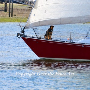 Segelboot mit Hund auf der Schleife Grußkarte Fotografie nautischen Print rot Segelboot spiegelt sich im blauen Wasser
