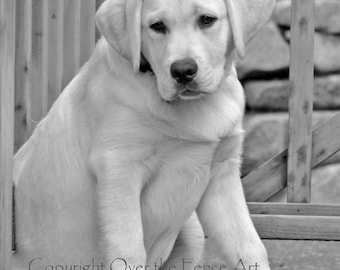 Black and White Photograph YELLOW LABRADOR Puppy in a Quiet  Moment  Lab Greeting Card  Dog Portrait Art Card