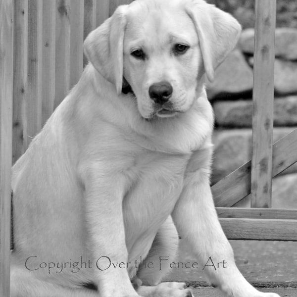 Black and White Photograph YELLOW LABRADOR Puppy in a Quiet  Moment  Lab Greeting Card  Dog Portrait Art Card