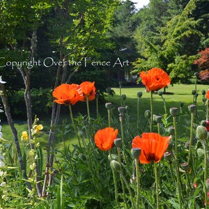 Bloemenkaart, landschapsfotokaart, oranje papaverbloemengroetkaart, blanco binnenkant voor uw persoonlijke notitie