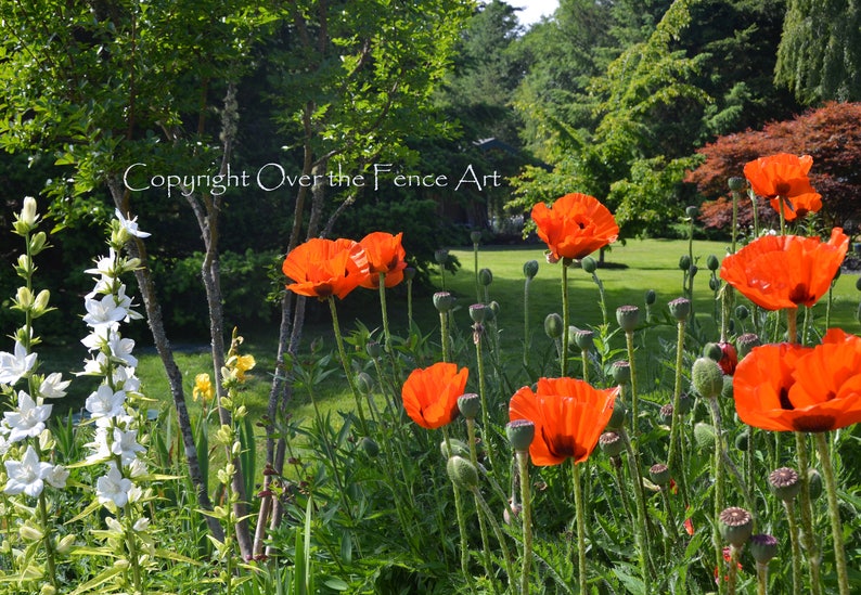 Flower Card Landscape Photo Card Orange Poppy Flower Etsy