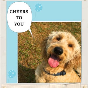 Carte de vœux vierge jaune Labradoodle, carte de bébé garçon, carte de fête des pères, carte d’anniversaire, carte toutes occasions