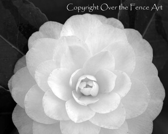 Fine Art Photography Nature Photography Black and white Flower Card White Gardenia