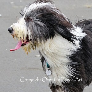 Bearded Collie fotowenskaart, blanco binnenkant voor uw persoonlijke notitie, hondenliefhebber cadeau