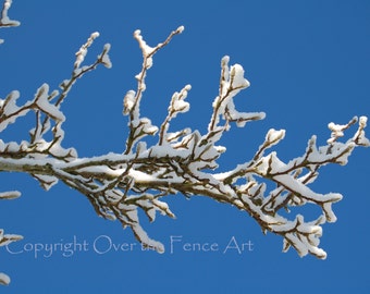 Photo Card, Snowy Branch,  Handmade Greeting Card Photography, bright blue skies winter wonderland, blank inside for your personal note