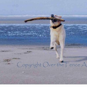 Dog Card LABRADOR Greeting Card Dog Photography Yellow Labrador Runs on Beach Elated with Giant Stick Find