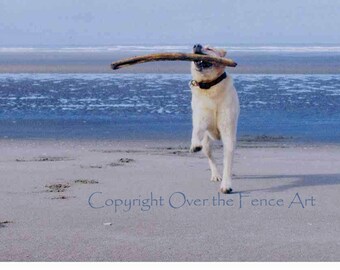 Dog Card LABRADOR Greeting Card Dog Photography Yellow Labrador Runs on Beach Elated with Giant Stick Find