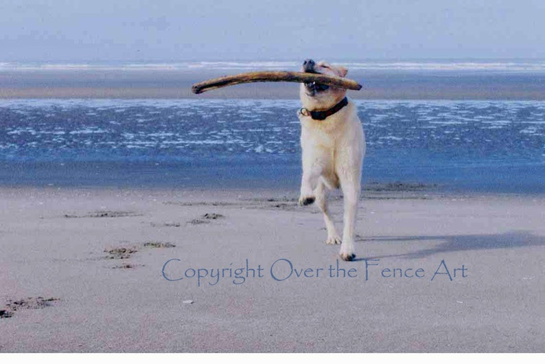 Dog Card LABRADOR Greeting Card Dog Photography Yellow Labrador Runs on Beach Elated with Giant Stick Find image 1