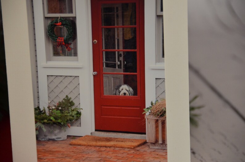 Carte de Noël pour chien Collie barbu attendant à la porte par Christmas Wreath Dog Photography image 3