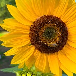 Biglietto d'auguri di girasole, fotografia, splendidi girasoli gialli con uovo di pettirosso, cielo blu, interno vuoto per la tua nota personale
