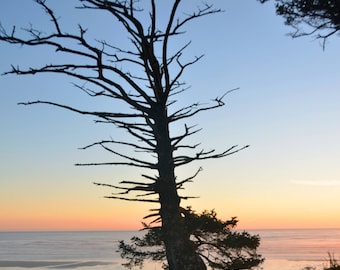 Weathered Tree Photography, Beach Photo Card, Handmade Photo Greeting Card, Landscape Sun Setting  over Copalis Beach