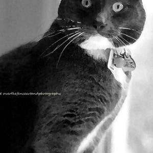 Nieuwsgierige kat foto wenskaart, blanco binnen voor uw persoonlijke notitie, kat lover cadeau, zwart-witte kat, kat fotografie