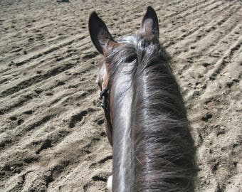 Horse Photo Greeting Card,Birdseye View From the Back of a Horse, blank inside for your personal note