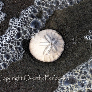 Beach photo greeting card Sand Dollar image 2