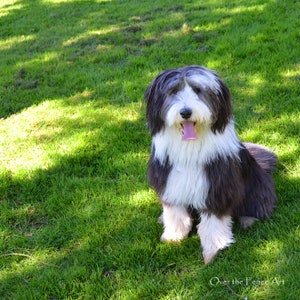 Bearded Collie geniet van de zomerzon, fotowenskaart, blanco binnenkant voor uw persoonlijke notitie