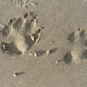 Dog Photo Greeting Card, DOG Paw prints in het zand, Photo Card Handmade, huisdier herdenkingskaart, blanco binnen voor uw persoonlijke notitie