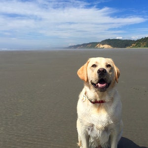 Grußkarte, Gelber Labrador genießt einen Tag am Strand, innen blanko für deine persönliche Notiz