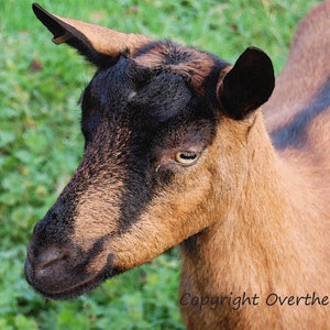Geit Wenskaart, Pet Photography Baby Goat Smiles for You, blanco binnenkant voor je persoonlijke notitie