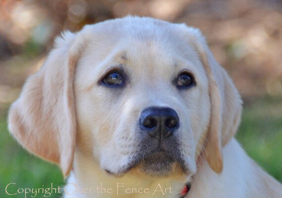 Dog Card Yellow Labrador Puppy Photograph Greeting Card Dog Etsy