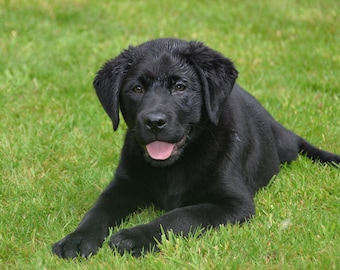 Dog Card Black Labrador Puppy Smiles for You Fine Art Photo Greeting Card
