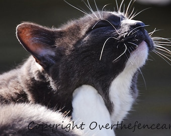 Handcrafted Photo Card,Pet Photography, Charcoal Gray and White Tuxedo Cat Enjoys the Sun,blank greeting card