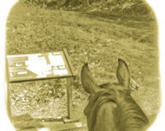 Horse Card Smart and Funny Horse Reads Trail Map in Sepia