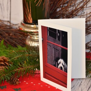 Bearded Collie Poto Card, Hond wacht op uw terugkeer, hondenfotografie, wenskaart, blanco binnenin voor uw persoonlijke notitie