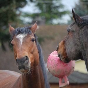 Horse Card Equine Photography Horses Play with Pink Jolly Ball Photo Greeting Card